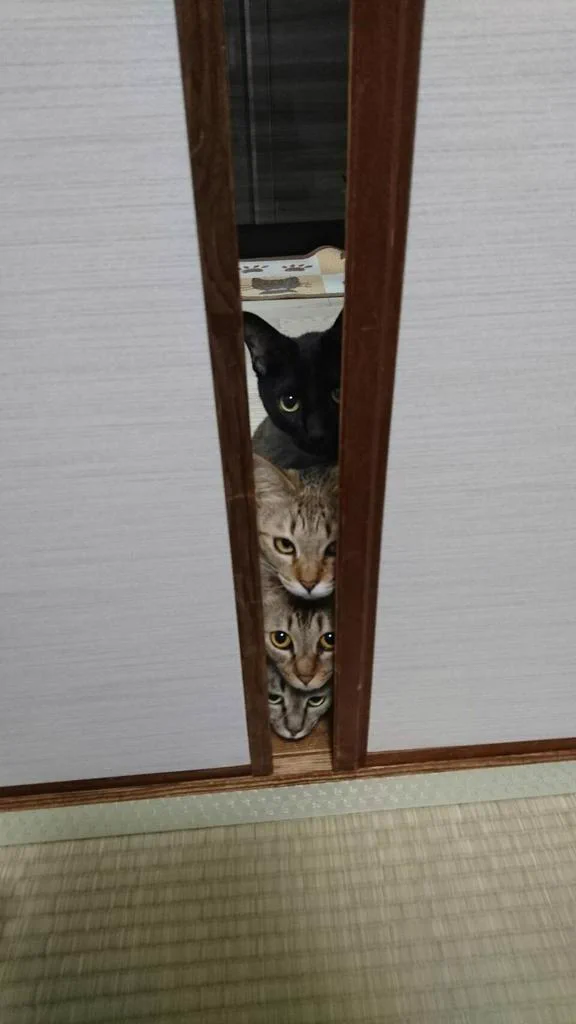 何だこの天使・・・掃除機に怯えつつ興味を持つ猫が可愛すぎるｗｗｗ