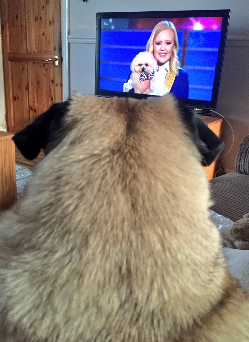 Sammylittle91's tweet photo. Ollie couldn't take his eyes off @lucyandtrip @BGT Good luck we hope you win! https://t.co/S9Bp1hClo0