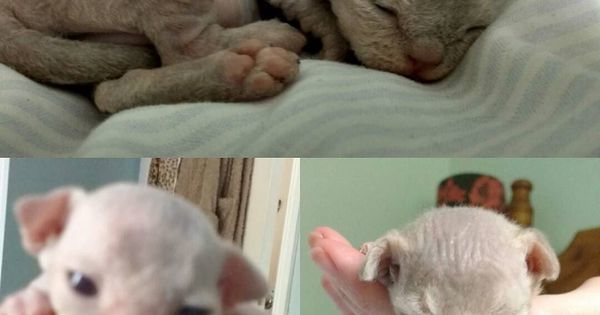 AU_Adventure's tweet image. Little munchkins are immobile puddins which is a good thing  #devonkittens #devonrexkittens #kittens #cat #pet #ani…