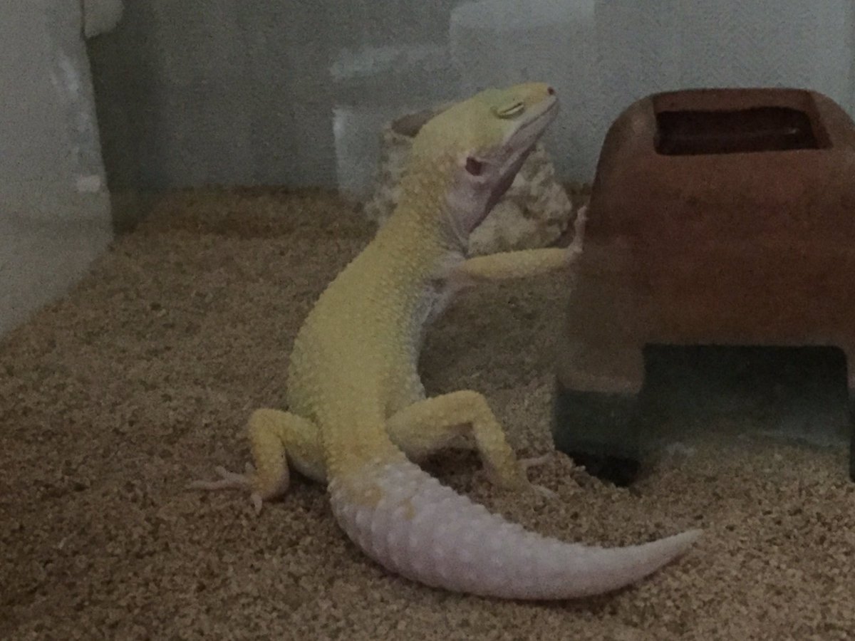 ぶっか 壁ドンしながら寝てるwww ヒョウモントカゲモドキ レオパードゲッコー レオパ T Co uvk77r3r Twitter