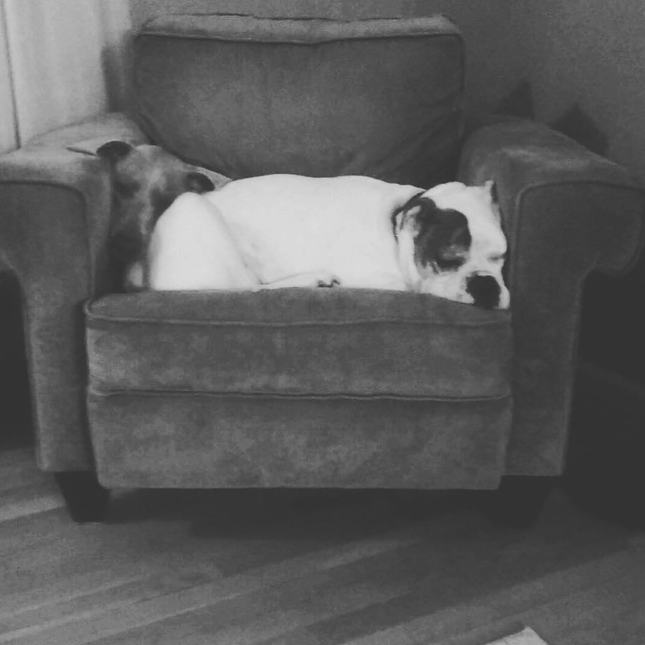 MsLongTeaches's tweet photo. Why Mrs. Long's dogs need Sit Means Sit training! #notsupposedtobeonthecouch #fcpsums #careerday #MrsLongsClasses #… https://t.co/HwotIQS2jZ