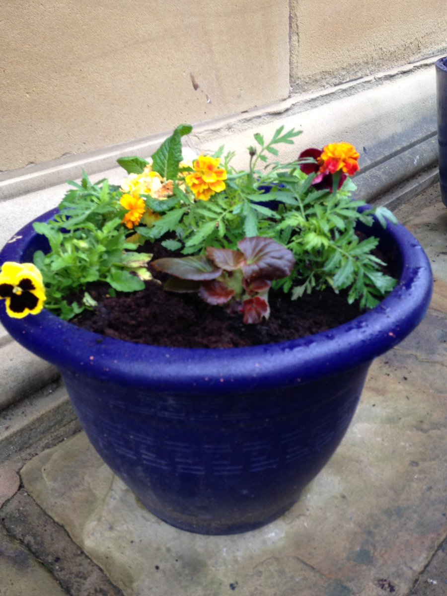 MaffPotts's tweet photo. Colin started putting plants in our #Camerados #livingroom and now @BpoolLibraries want him to sort their garden!! https://t.co/KOQpUjN0zk