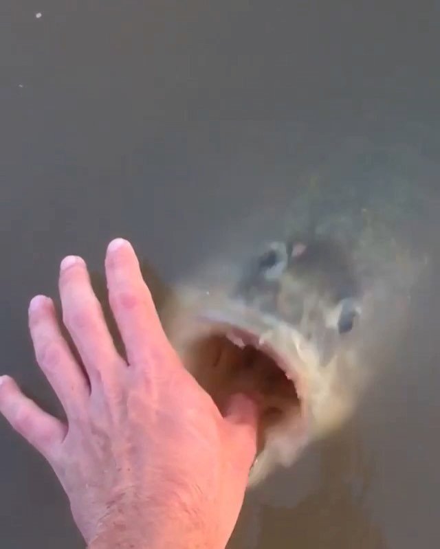 Guide_Hire's tweet image. When you forget your rod but still land a monster... Via: @thefishwhisperer1 
#GuideHire | #Fishings | #Easy | #WeK…