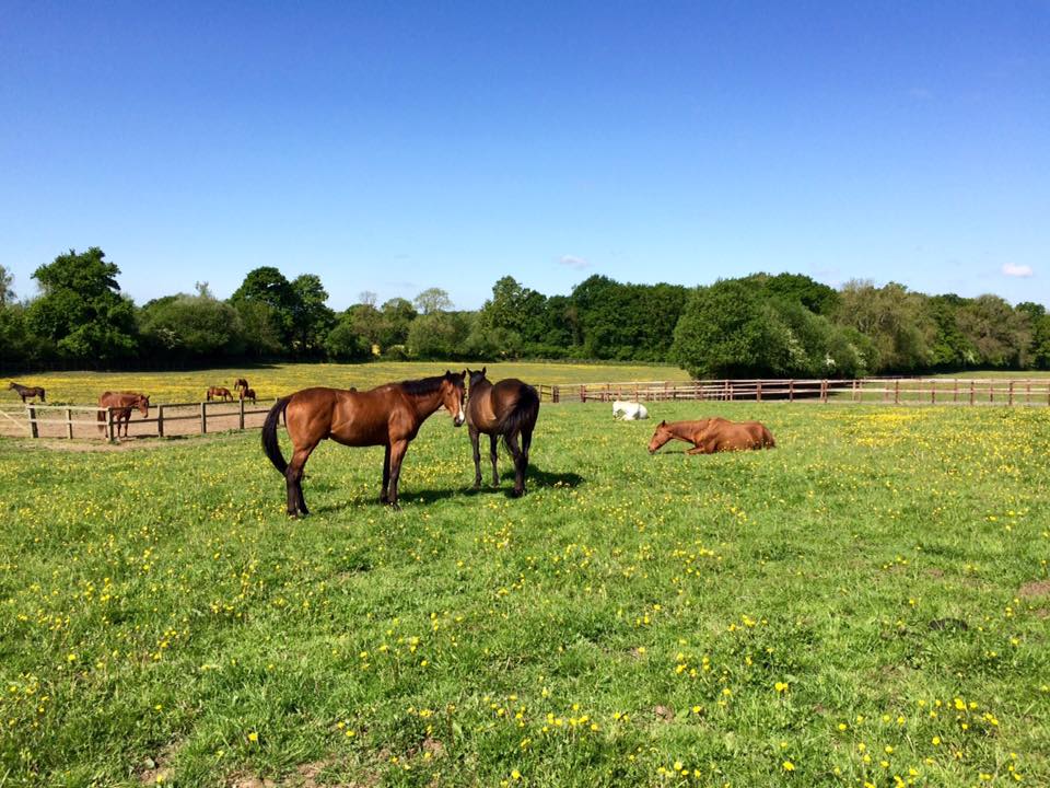 PoloPastures's tweet photo. So excited ! The June issue of Polo Times features an article on Polo Pastures and our work with retired polo ponies https://t.co/u2shgsopbY