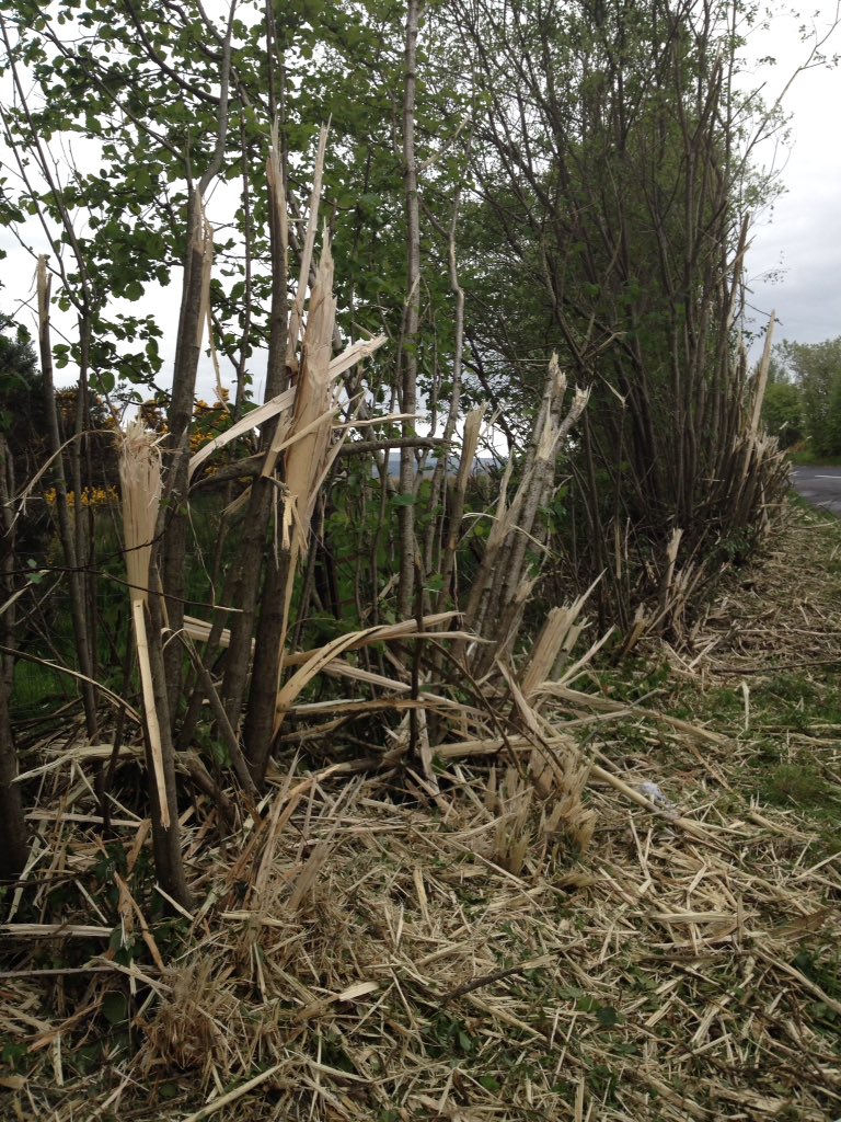 Nature's Corner tweet media