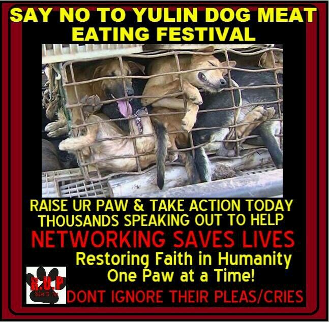 LuciaS16754622's tweet image. #China, SHAME ON YOU!
End this barbaric, cruel practice!
#yulingetdogsoffthemenu
#dogsarenotfood
#EndDogMeatTrade