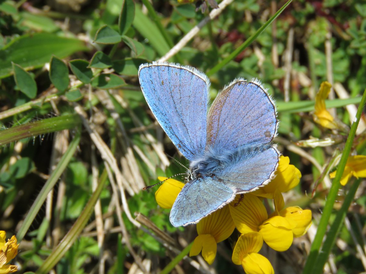 BeckyIslay's tweet image. Hoping this is #AdonisBlue, consolation for not seeing the #GreatSpottedCuckoo on #Portland today @RachJBC @bc