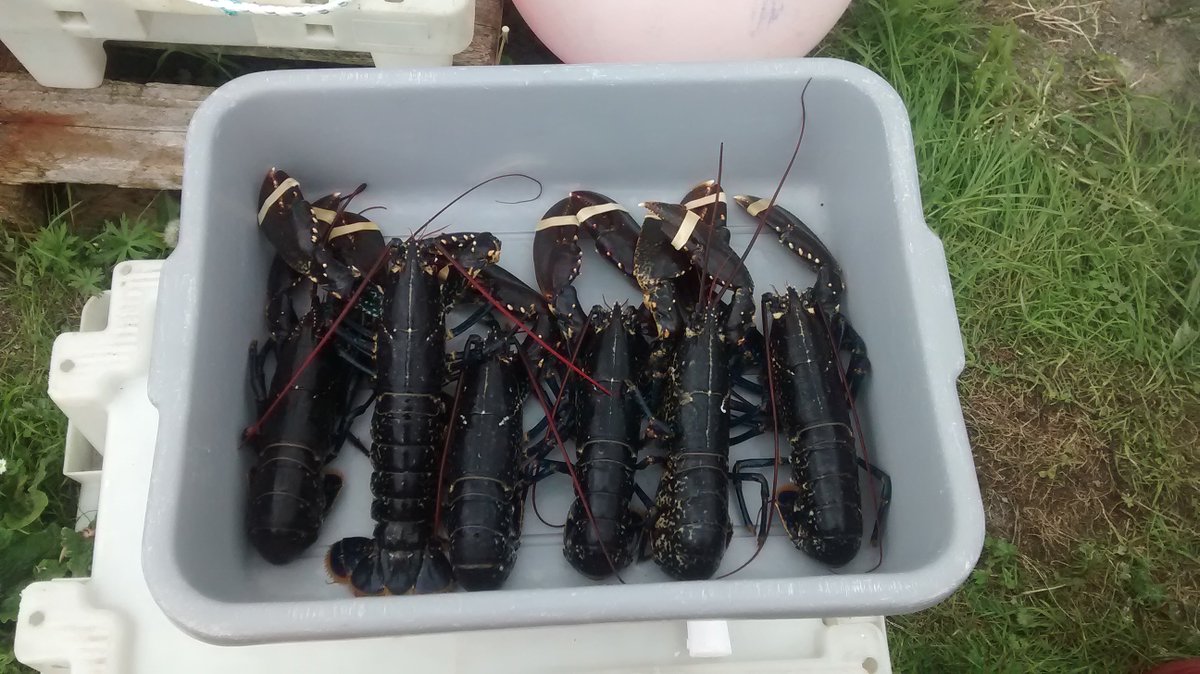 Lobsters for <a href="/martyrsbaybar/">Martyrs Bay Restaurant</a> today #iona #seafood #lobster