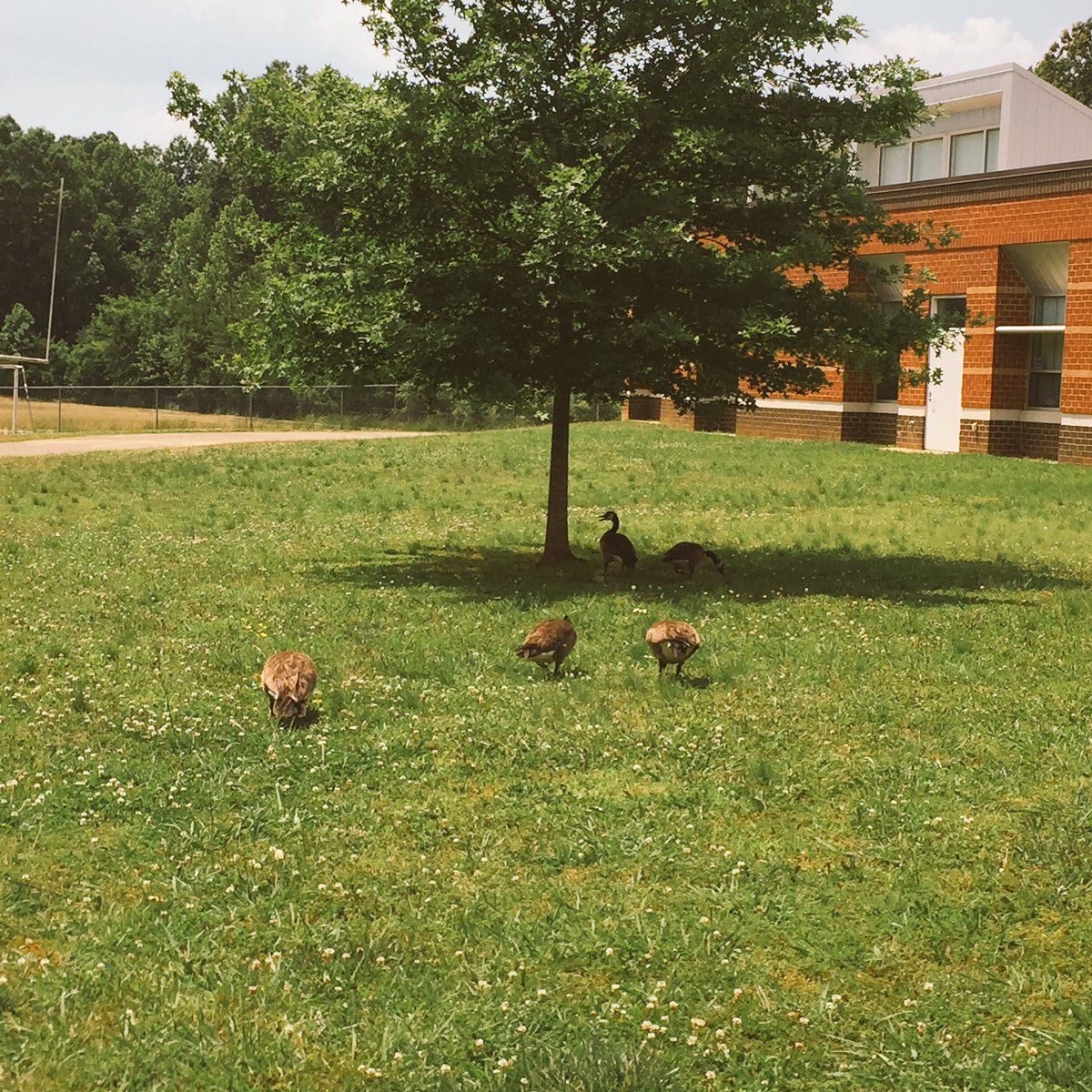SmithPrincipal's tweet photo. It has been wet enough this spring that our front field has been adopted by a group of Canada Geese. https://t.co/e5JnZOf6ra