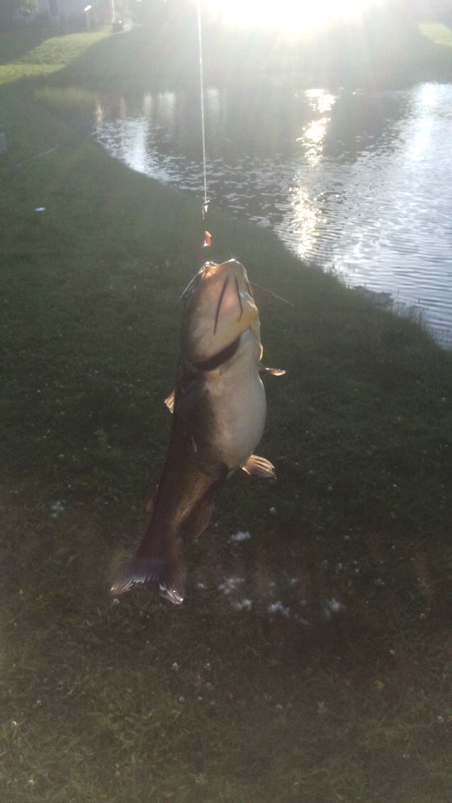 catchinghogs's tweet photo. Did someone say cat?😺 #catfish #fishing https://t.co/PG5KUyuO9L