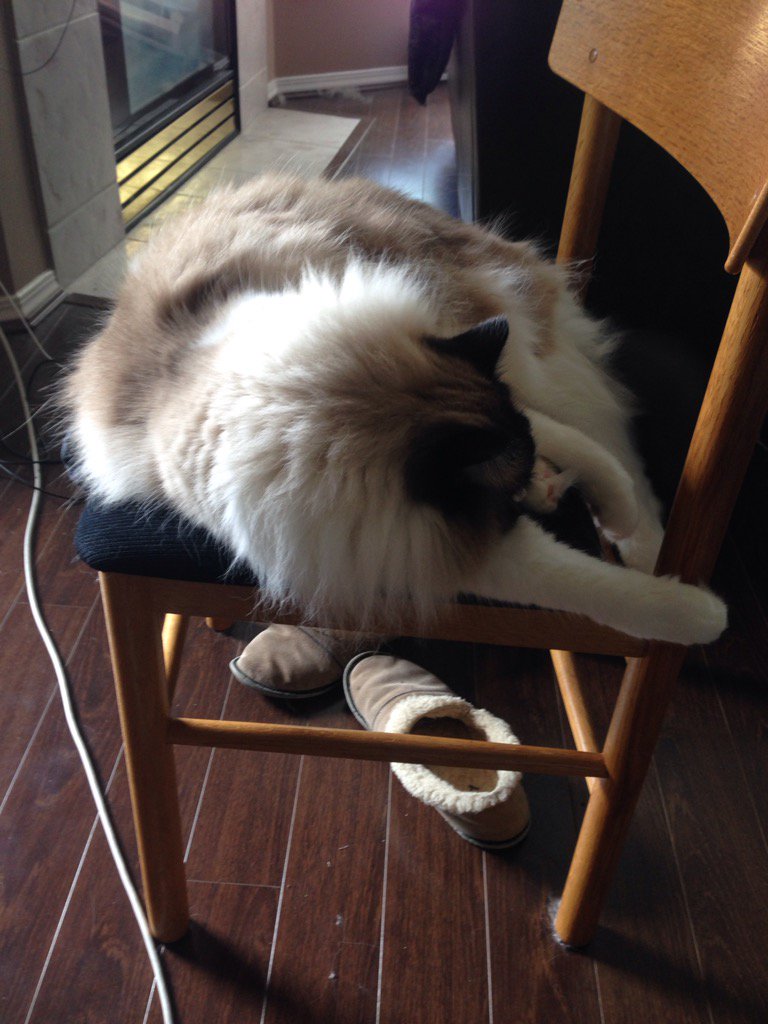 kristicharish's tweet photo. 2 hummingbirds just buzzed the porch and this was the most response Captain Flash could muster #worstcatever https://t.co/m0uPhWCLAp