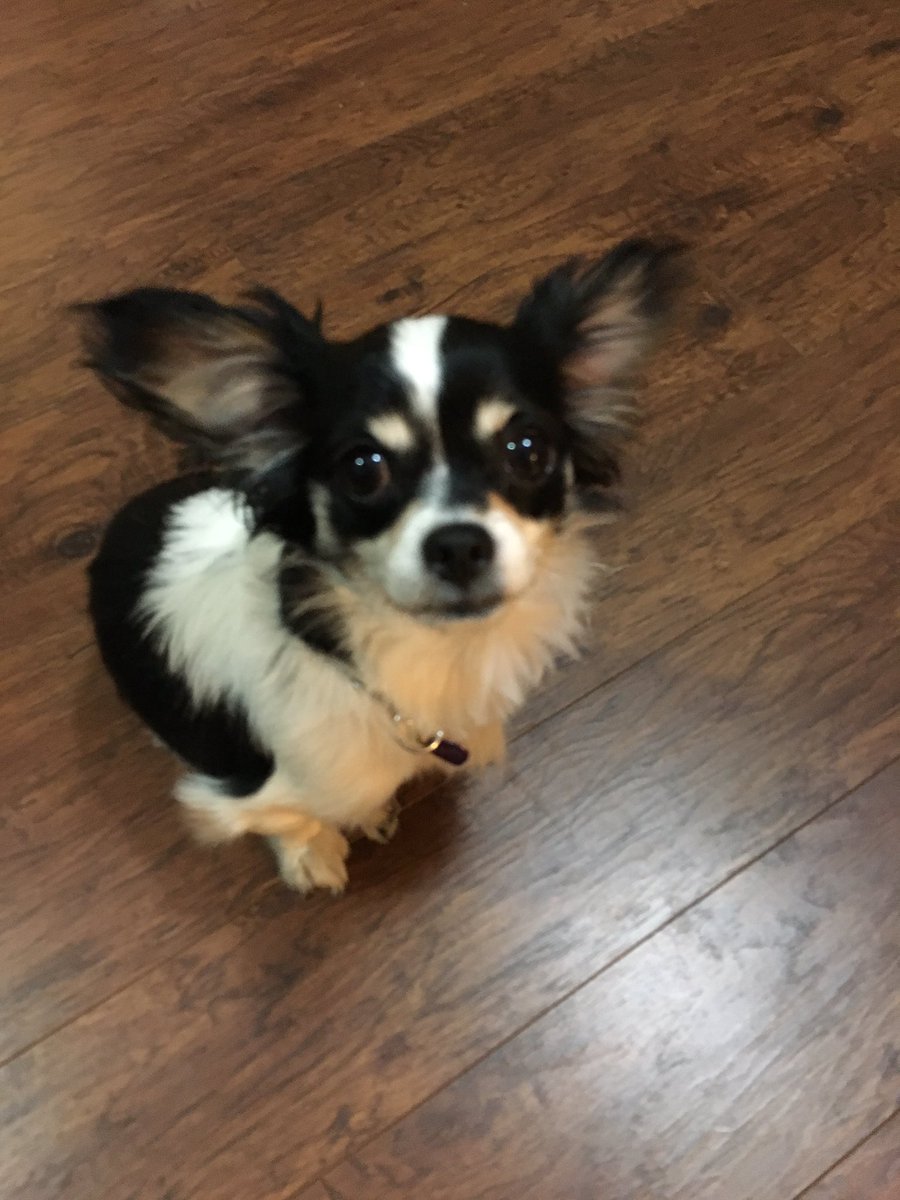hdhuntjr's tweet photo. Can you get a better #friend than your dog? Only your old squid friends. @roberthalljr @jockowillink #squidsrule https://t.co/R0DvJhXwMf