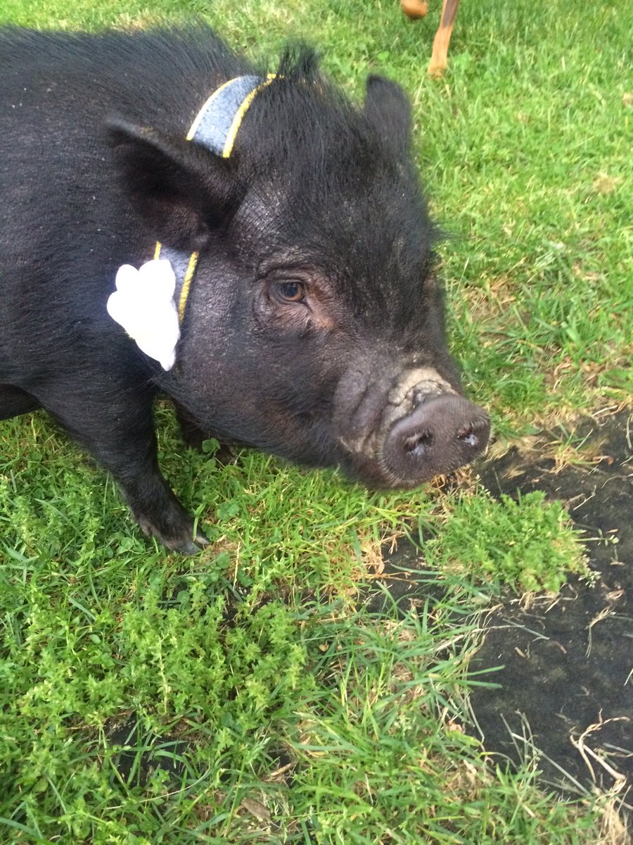__kallan's tweet photo. reasons to stop eating pork: https://t.co/4WzCsc5MAB