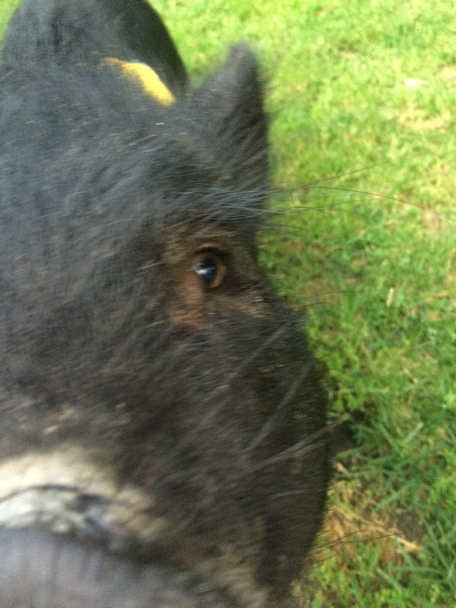 __kallan's tweet photo. reasons to stop eating pork: https://t.co/4WzCsc5MAB