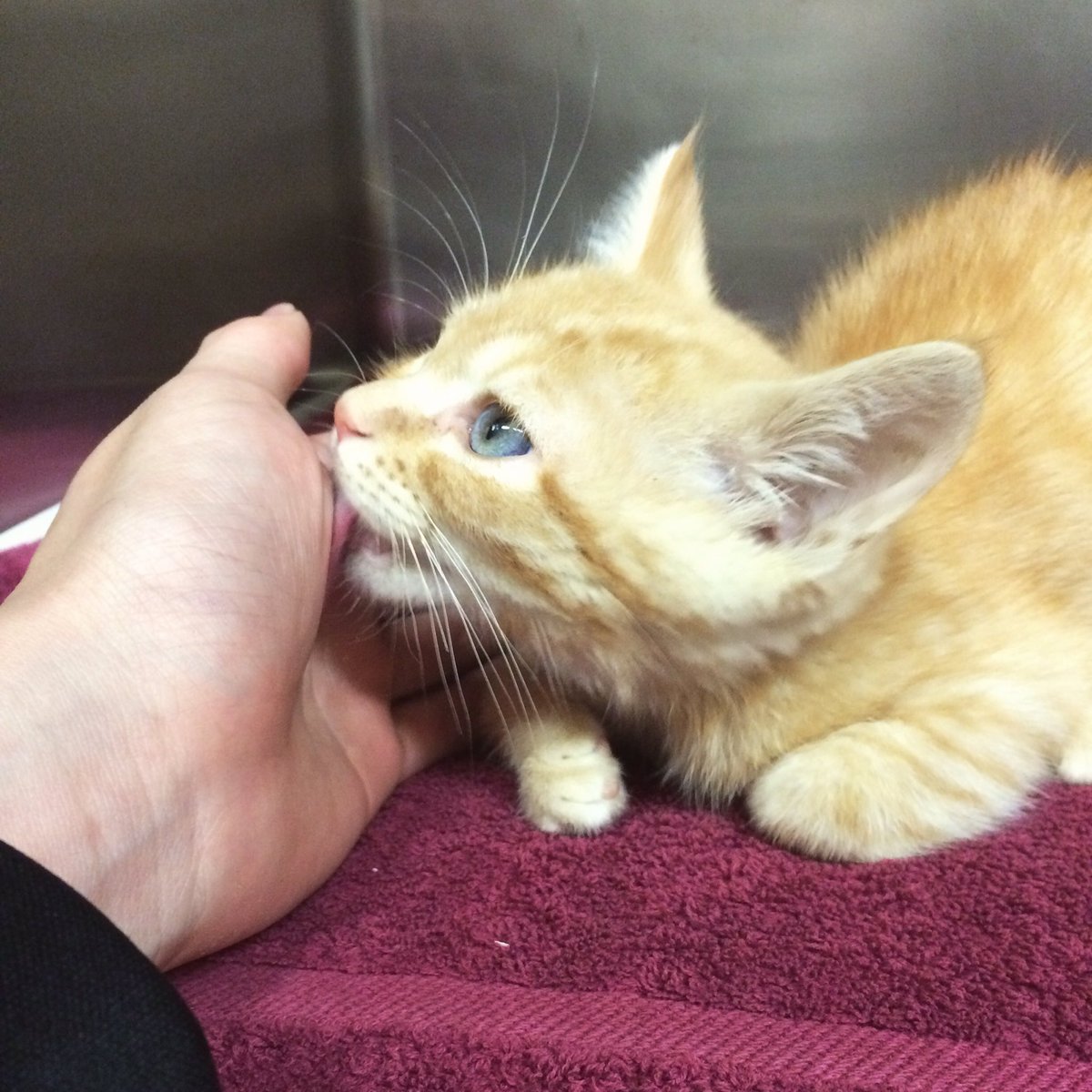 Foster The Cats tweet media