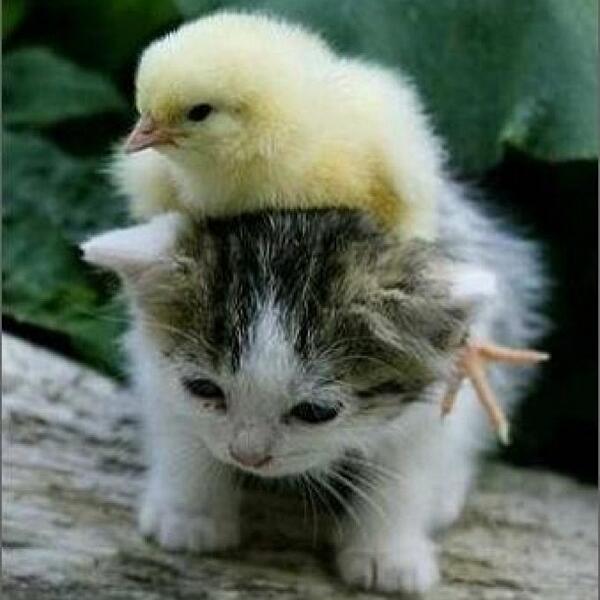 PicsOfCuteCats's tweet photo. retweet if this melted your heart! ' https://t.co/EEmzGAT5cd