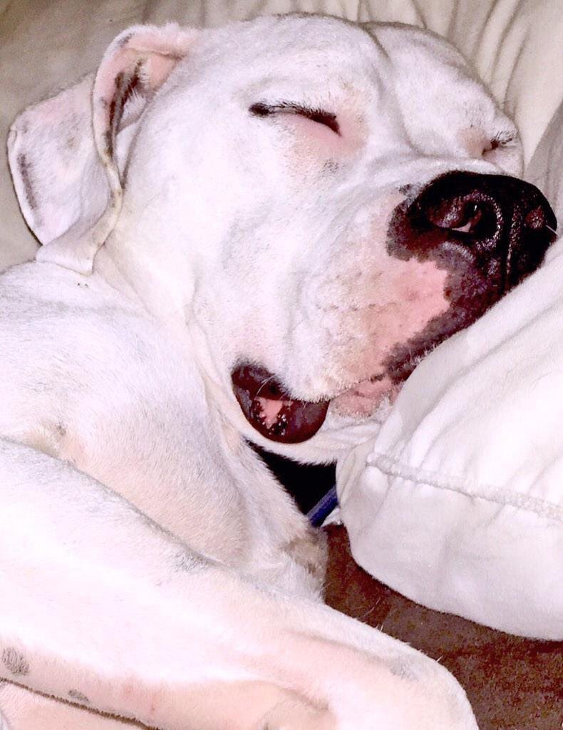 EllieDog4Prez's tweet photo. 1st priority as #POTUS-mandatory nap times for all! Love, Buddy❤️🐾 #Election2016 #Buddy2016 #Trump #Clinton #Sanders https://t.co/B9DeSsqA5a