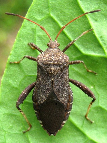 thepatch2016's tweet image. OH NO! We found visitors! 😠 Hopefully we caught then in time!