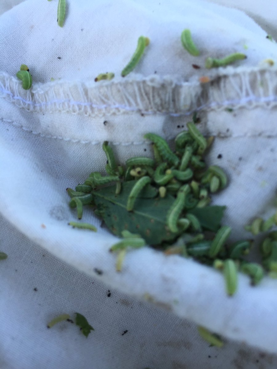 jerry_seitzer's tweet photo. Monitor alfalfa 2 cutting for alfalfa weevil, especially 3rd year stands. https://t.co/Jbq7qxYgg4
