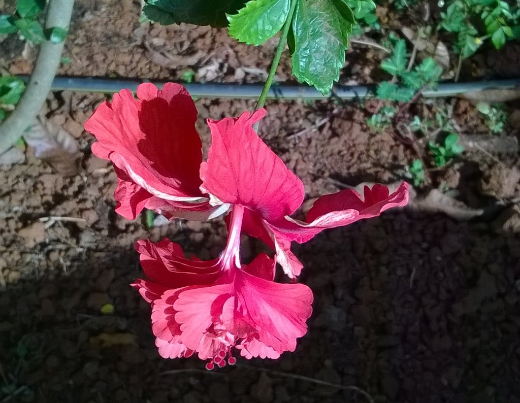 One of the many colours of #Hibiscus #Flower #HomeGarden #DoubleHibiscus #FloweringShrub #Garden #Landscaping