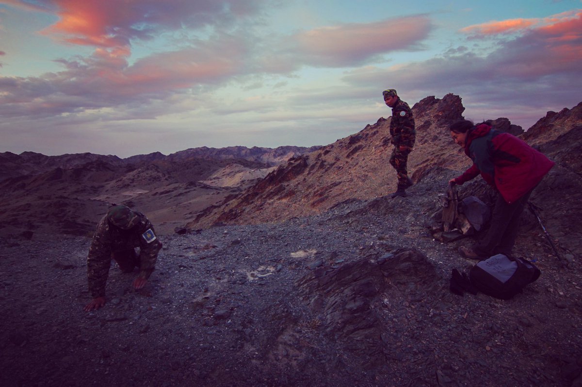 SnowLeopardHope's tweet photo. Sunset camera trapping in the glorious gobi #snowleopards #mongolia #fieldworkjoys https://t.co/GCrM9RSofk