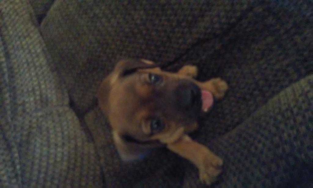 @JellyAndDay1 i got a ? How do you stop my puppy from bitti g me it just when he gets Excited.. #PuppyBites