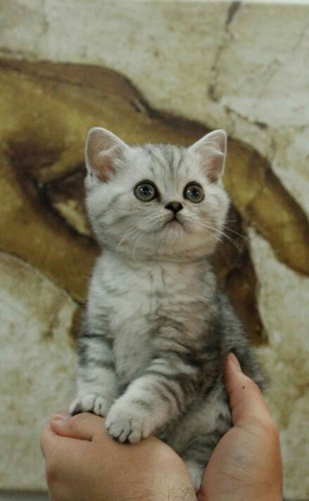 4 aylık #ScottishFold minnoş (erkek) ücretli sahiplendirilecektir. Detaylı bilgi için mesaj atabilirsiniz.