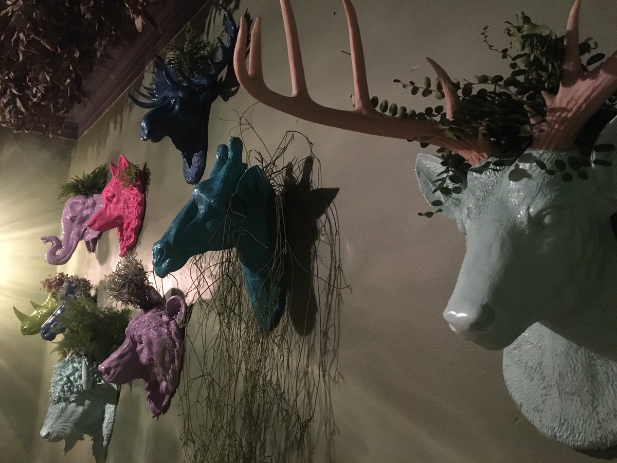 Expo de hoy 🌿🌴🍁🍄🌸🌺