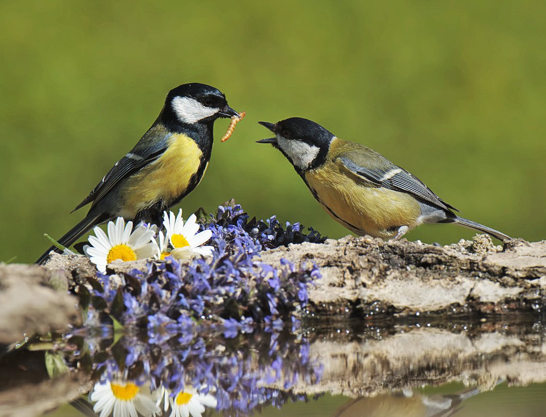 Twittblaster's tweet photo. We consider too much
the good luck of the early bird
&amp; not enough the bad luck
of the early worm. 
~ F.D.Roosevelt https://t.co/kAZW3jsar5