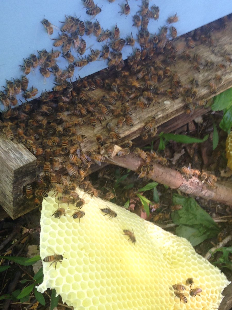 pritineer's tweet photo. Sure the bees are totally happy!... #theymeanbusiness #bees #DoNotDisturb #goodtimes #beekeeping https://t.co/W2CkC6ankM
