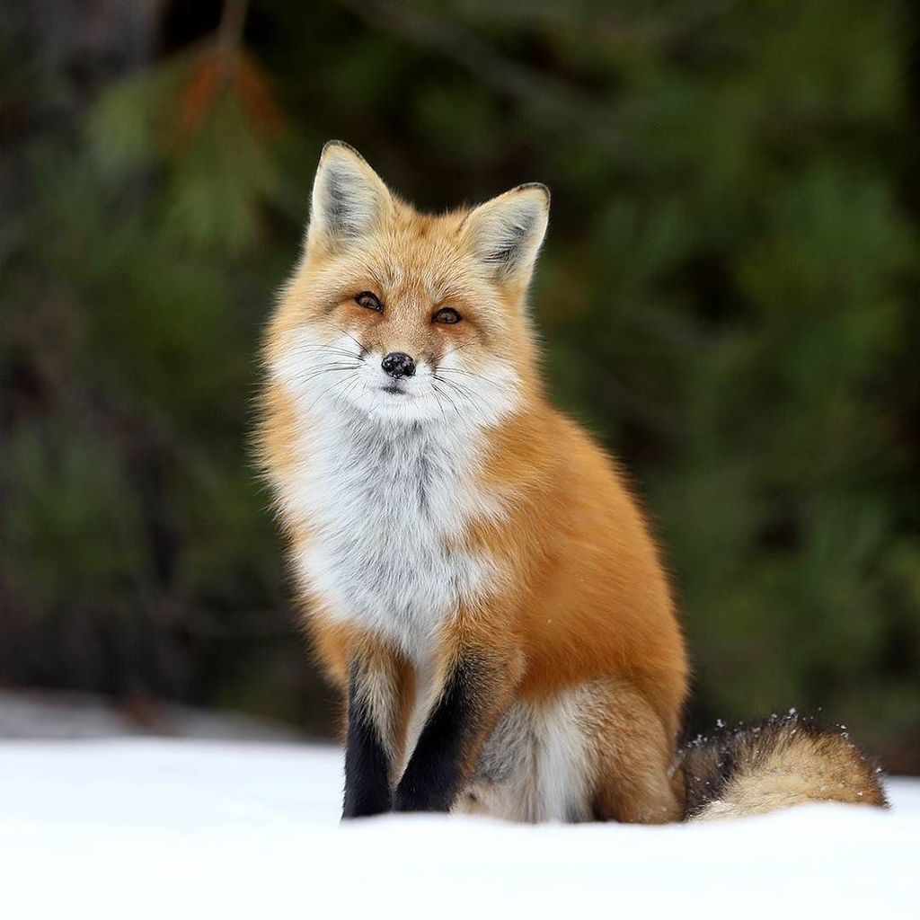 Zone_Camp's tweet photo. Amazing Fox #wildlife #campingtrip #campingfun #campingwithdogs #campingwiththefam #campingfamily #campingout #camp… https://t.co/5G599rvkIj