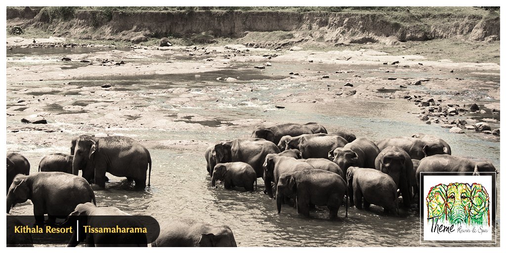 ThemeResortsSL's tweet photo. Udawalawe national park just 60kms away from Kithala. 
#NationalParks  #wildlife #Kithala https://t.co/o7Mh2KSFpJ