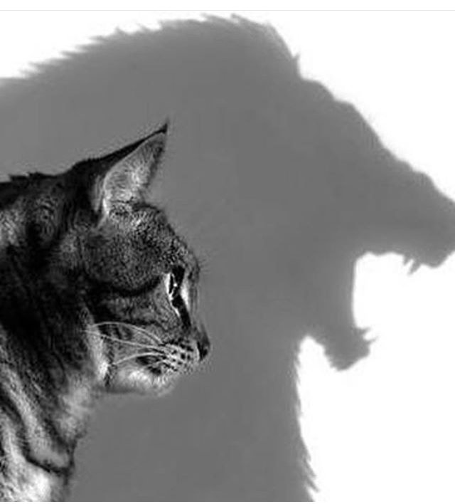 Rexsytaruna's tweet photo. Manusia bersifat dynamic, bkn static. Need &amp; pressure org sktr akan mnentukan apakah kucing akan jd singa/sebaliknya https://t.co/2YAgSDaRIY