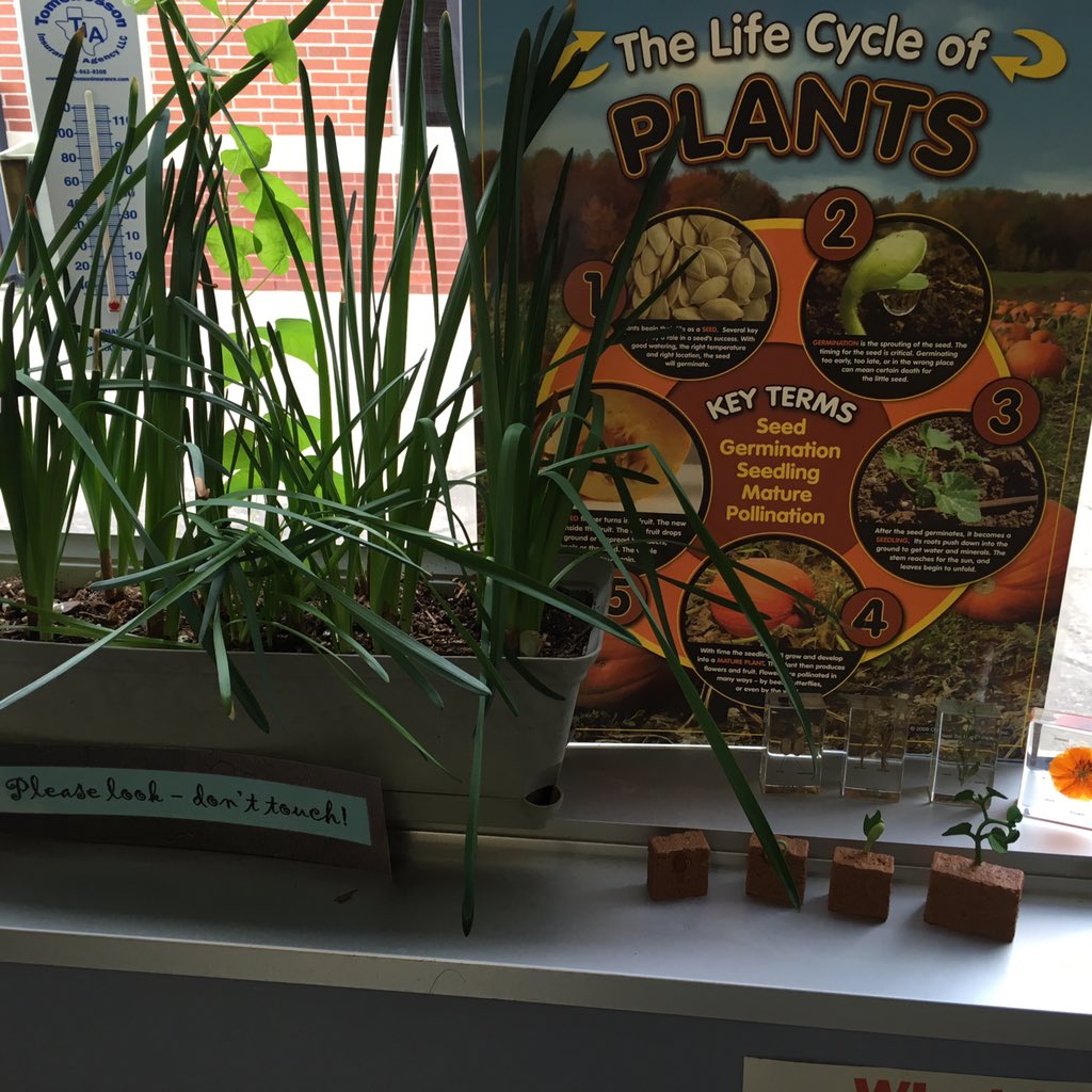 CPESAStar's tweet photo. Excitement building for science day! We have been experiencing life cycles &amp; this wk it was the arrival of 3 chicks! https://t.co/FqEQdaQIny