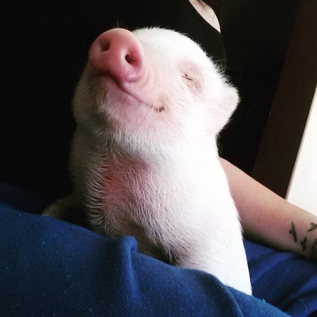 KramerAsh's tweet image. Because tomorrow is Friday and I want a pig😍🐷 #HintHint @chriscarl89