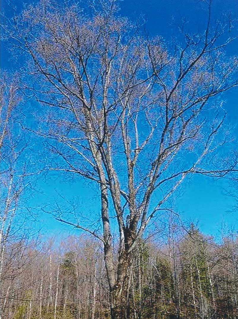 man_expositor's tweet photo. Manitoulin Nature Club to highlight Island Notable Trees at free conference https://t.co/67K0TVhW3w #notabletrees https://t.co/ZeRyLxMitc