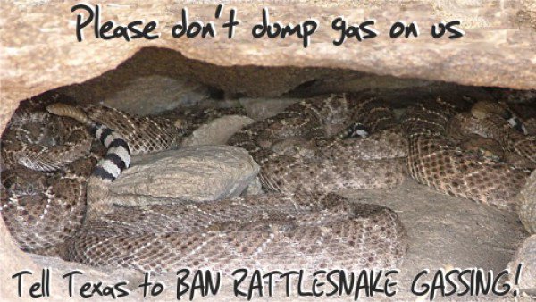 SnakeAdvocate's tweet photo. Gassing rattlesnakes in Texas - an update! https://t.co/aaVVnqWdiH https://t.co/rxaZeBlP8O