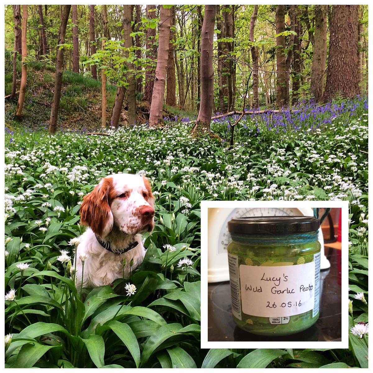 lucyvsenior's tweet photo. "Lucy's Wild Garlic Pesto" #wildcooking #foraging #clumberspaniel https://t.co/ANBSzQzYNj