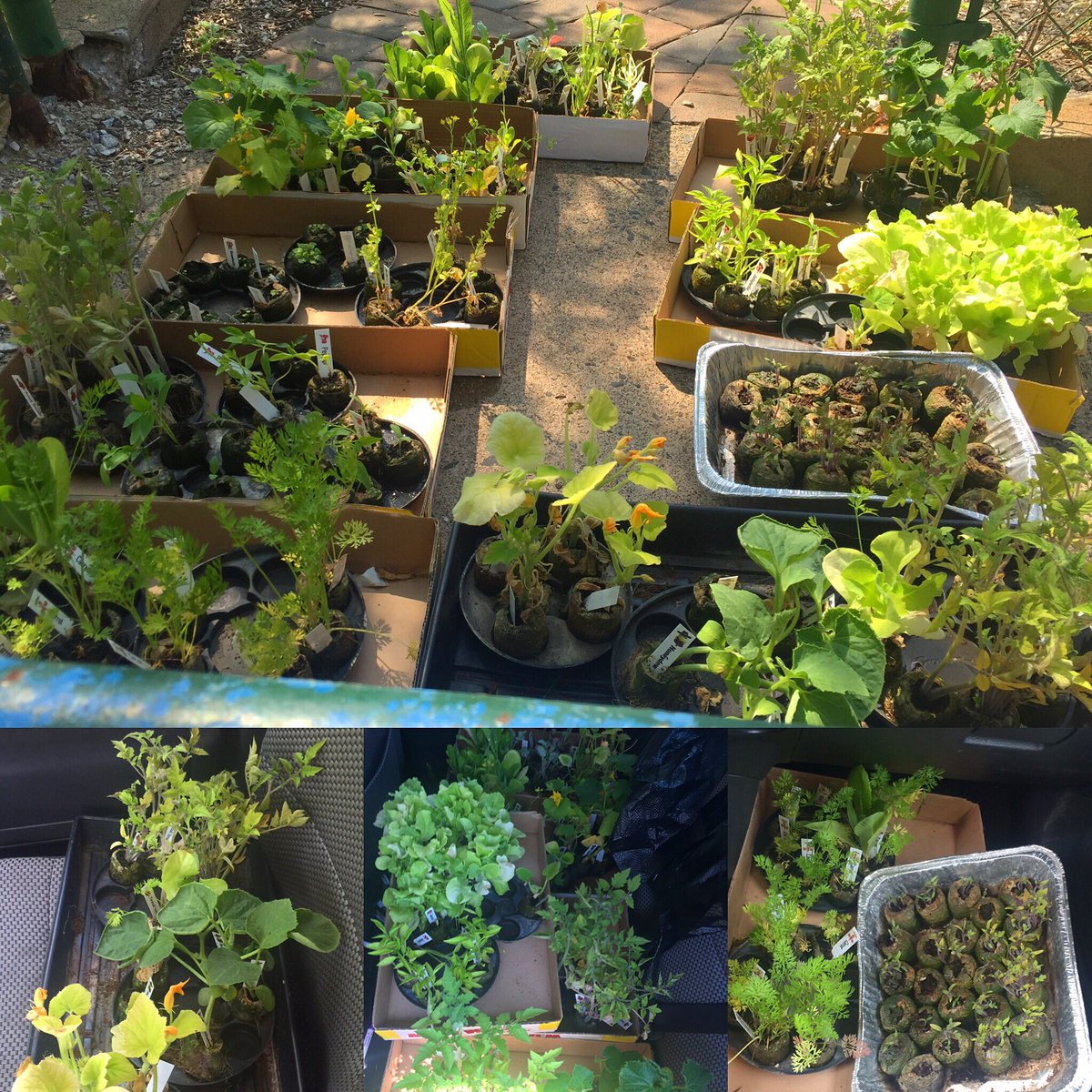 TicTockMrsGlock's tweet photo. Another car load of @growums seedlings delivered to our #schoolgarden! #GetGrowing #Seed2Table #Time2Transplant https://t.co/AFk8zm4Ske