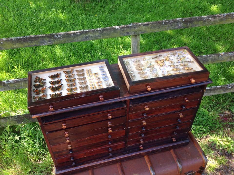 RetrovationUK's tweet photo. #butterfly #specimium #retrovation https://t.co/PV4rRUEKUb