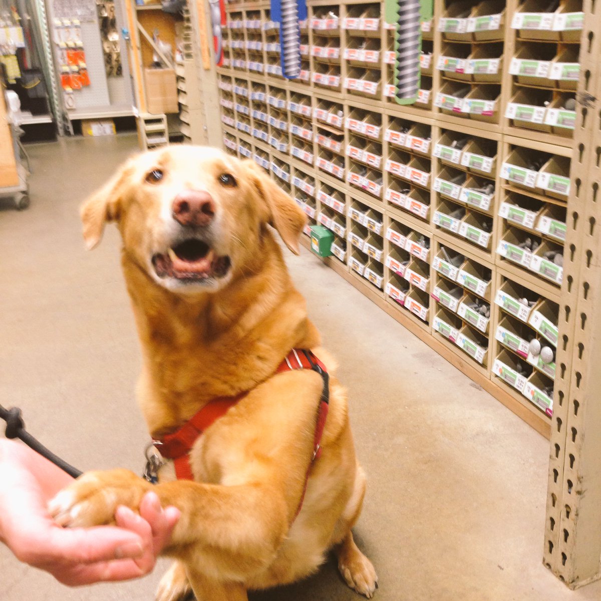 vivaplum's tweet photo. Wilma, checking out nuts and bolts @clarkdevon #clarkdevonchicago https://t.co/RVNLON09AB