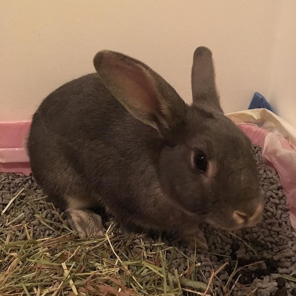onenoteforever's tweet photo. Pre-wedding #bunny https://t.co/YcMwdab5dR https://t.co/xDCWfE7NTY
