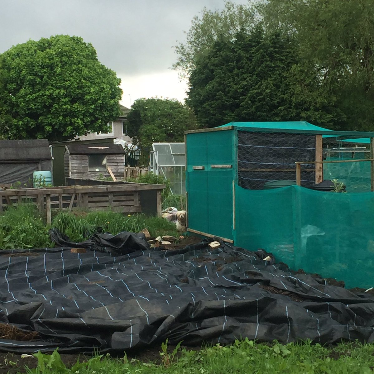 darcydoodledoo's tweet photo. Hide and seek down the allotment! https://t.co/oVIEoVxERv
