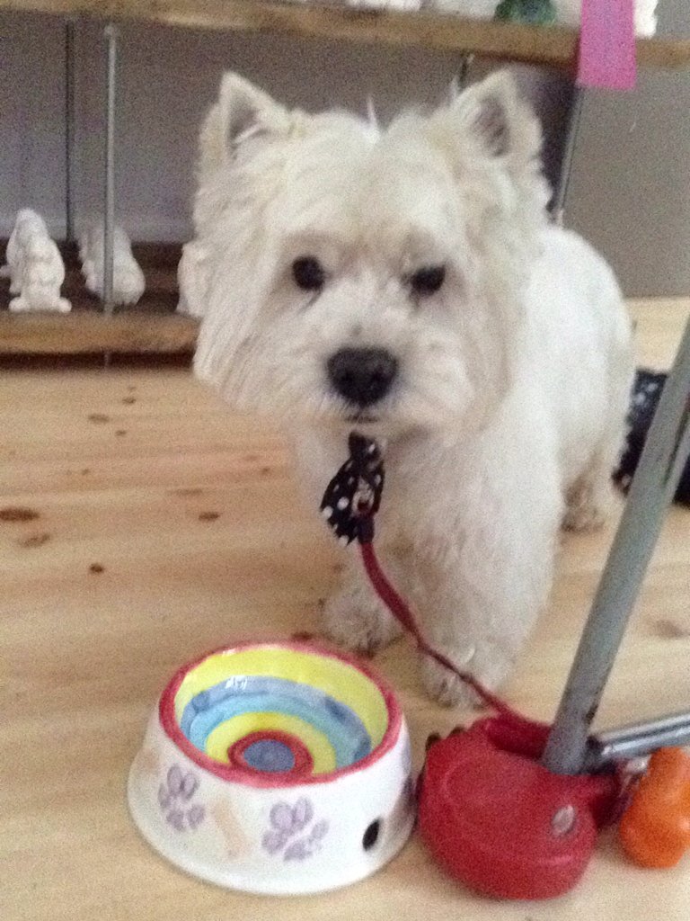 This cheeky chappie came and put his #pawprints onto a #dogbowl