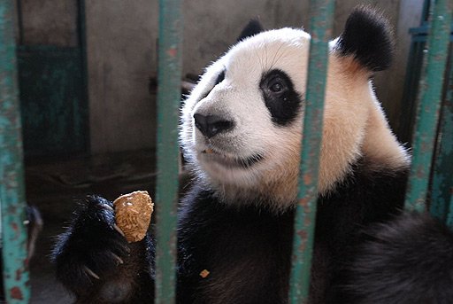 Breycore's tweet image. Ahora todos son con el #panda jaja que copias