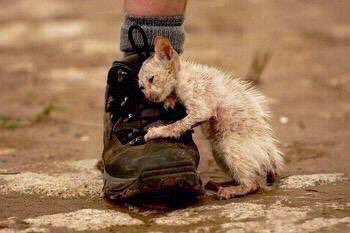 isaacBIOvega's tweet photo. #DoNotBuyAdopt 😿💔
Muchos seres esperan y NECESITAN tu AYUDA
🆘 El mayor problema es la indiferencia #NoCompresAdopta https://t.co/rNAK2WgulM