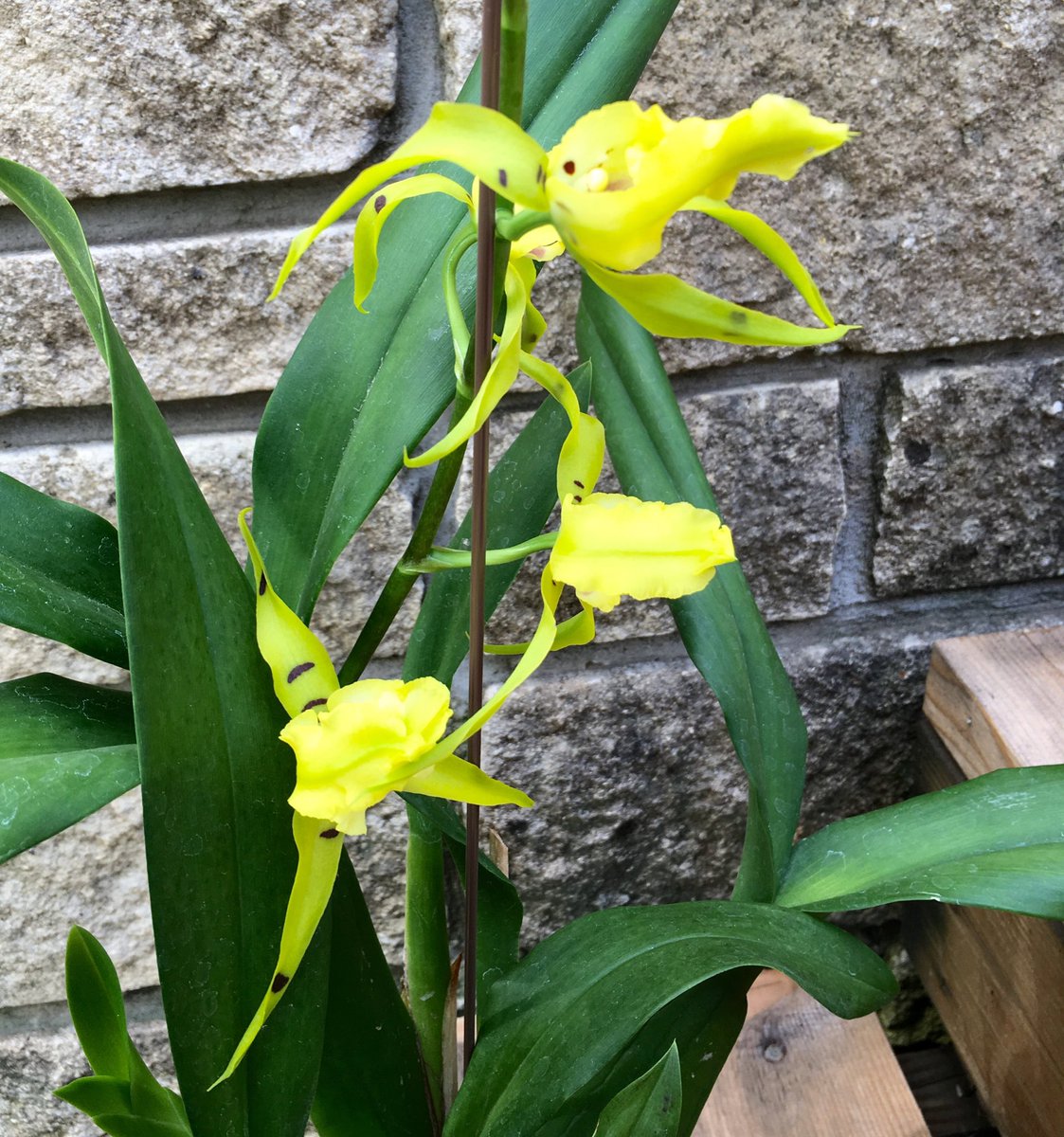 HortErotica's tweet photo. #Orchid Aliceara Pacific Nova 'Hilo Stars'! #MyNewChid #Orchidaceae #Hausermann's https://t.co/3uZhm90wTV