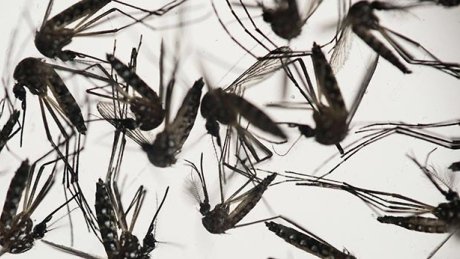 cbcnewsbc's tweet photo. Zika virus research grant awarded to UVic chemist https://t.co/MAEl3188NI https://t.co/xN5uaKLjxy