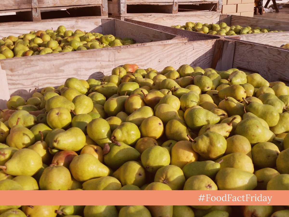 FreshFoodSafety's tweet photo. Pears were used as a natural remedy against nausea in ancient Greece #FoodFactFriday https://t.co/T27GOuwnUB