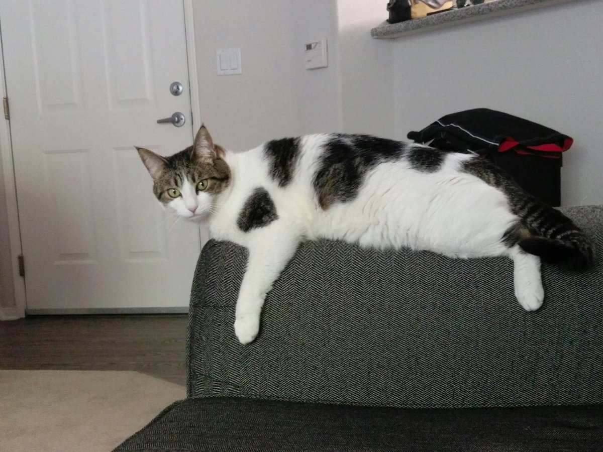 HossRindman's tweet photo. Enjoying Cali eating some solid tacos, chilling with this cat. Leaving for Vegas tmrw #CatsOfTwitter #notacatfan https://t.co/Wd60jXuz0W